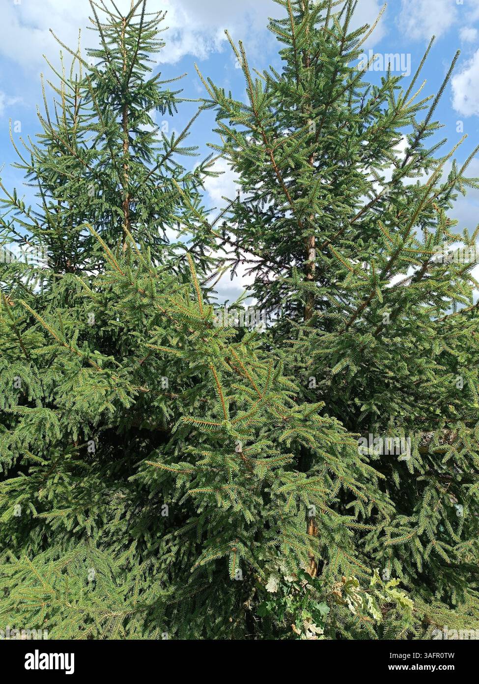 Albero di Natale evergreen senza decorazioni, giocattoli, mercato prima di Natale, pini e abeti, anno nuovo Foto Stock