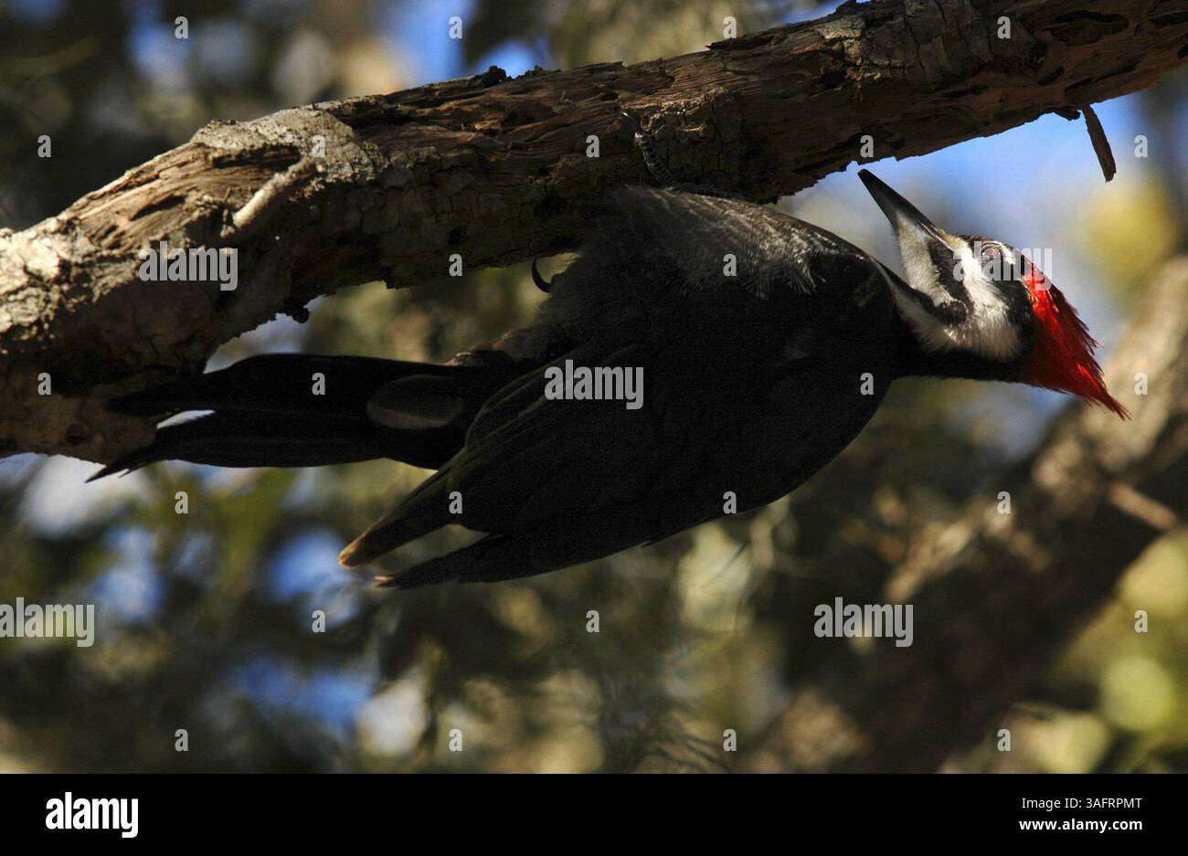 SEMINOLE, 02/13/06)...NON RUOTARE. L'UCCELLO È APPESO A TESTA IN GIÙ. Un picchio pileato è appeso sotto un ramo morto su un albero di quercia nel Parco del Lago Seminole lunedì 2/13/06. (Immagine di credito: St Petersburg Times/ZUMAPRESS.com) Foto Stock