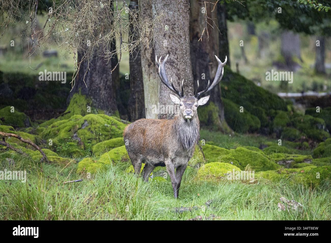Comportamento di taglio del cervo rosso (Cervus elaphus) prigioniero Germania Foto Stock