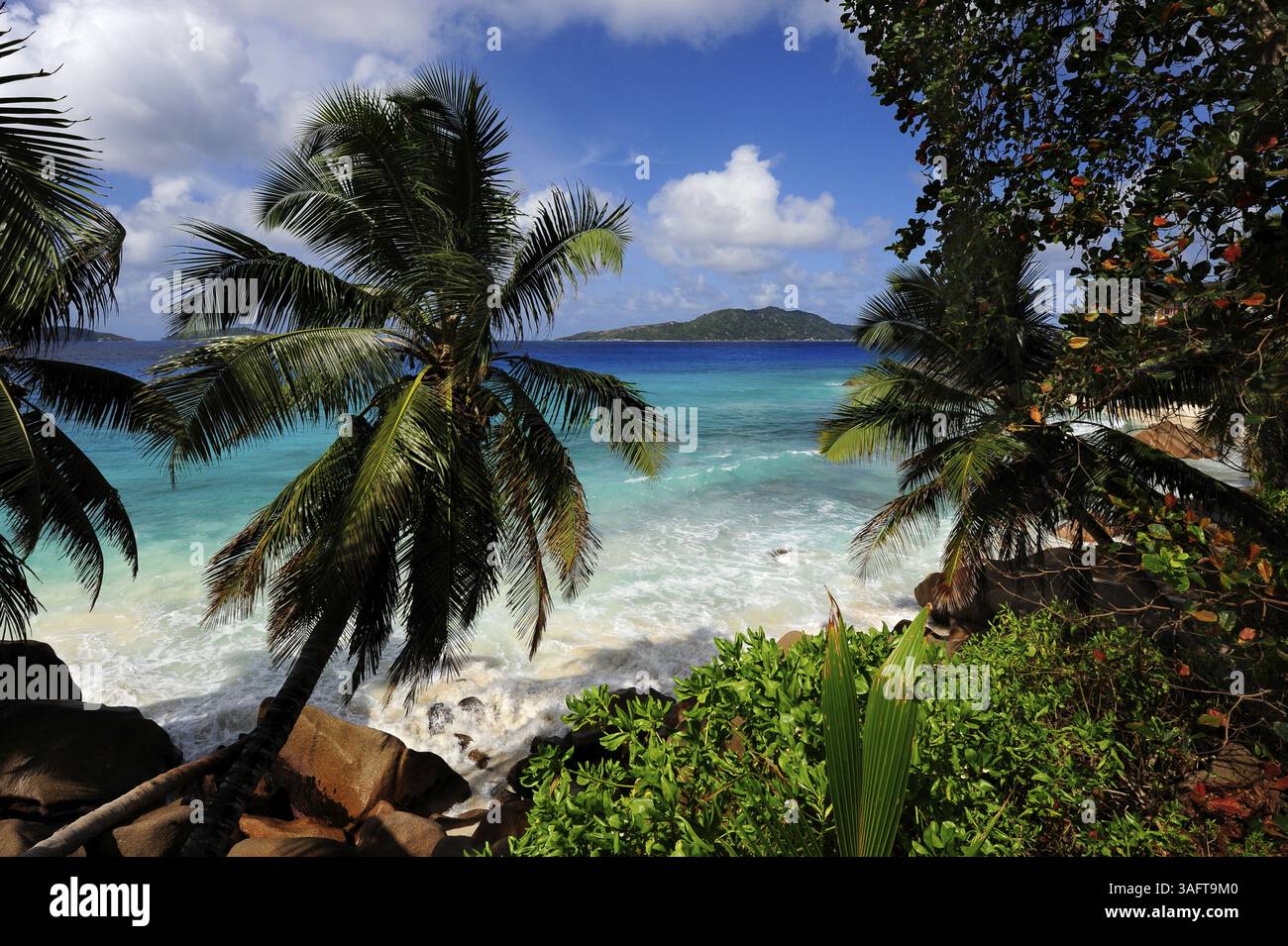 Palme sulla spiaggia di Anse Patates, dietro di essa l'isola Felicite, Island la Digue, Seychelles, Oceano Indiano, Africa Foto Stock