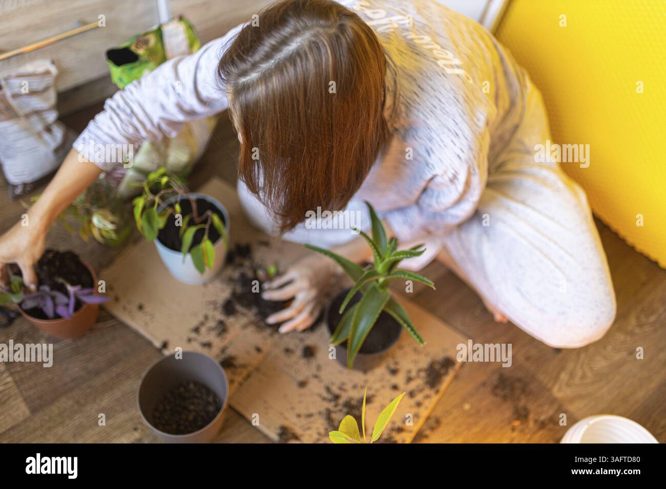 Vista dall'alto di donne che intonano piante su un pavimento in legno in un accogliente ambiente interno Foto Stock