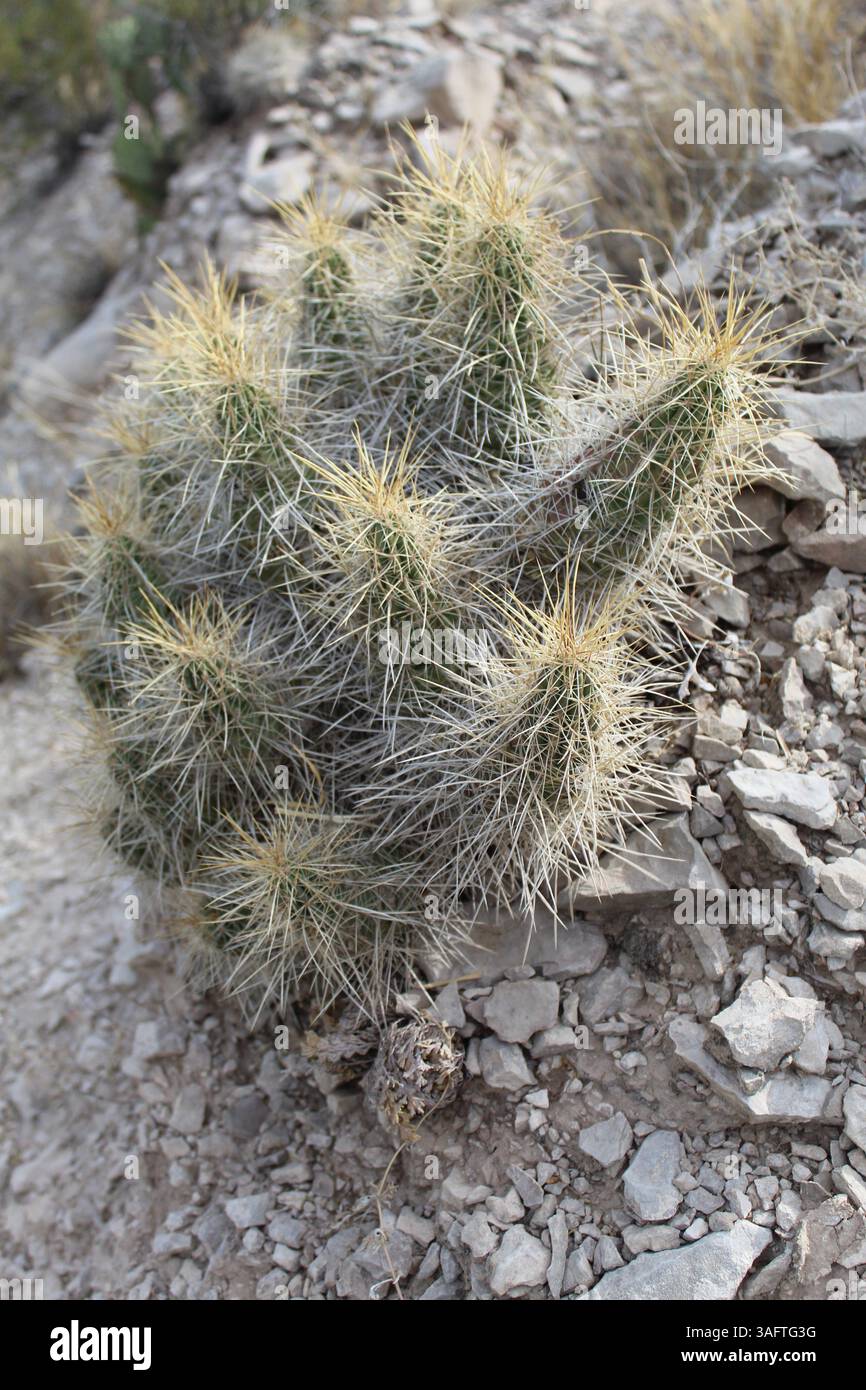 Primo piano del cactus di Strawberry pitaya al Big Bend National Park in Texas Foto Stock