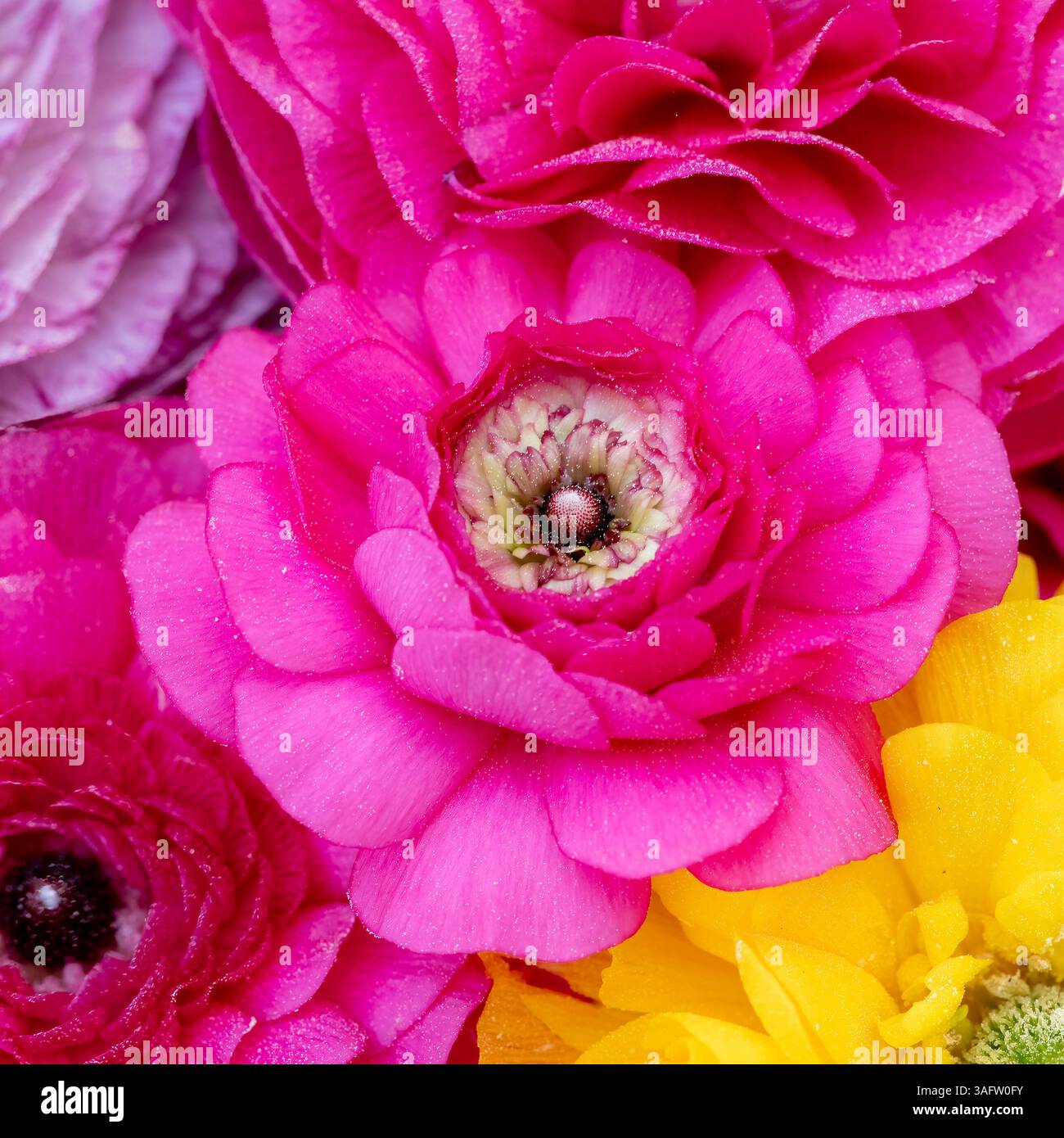 Una colorata disposizione floreale di fiori ranunculus in fiore nelle tonalità rosa, giallo, rosso e lavanda con texture petali a strati e simmetria. Foto Stock