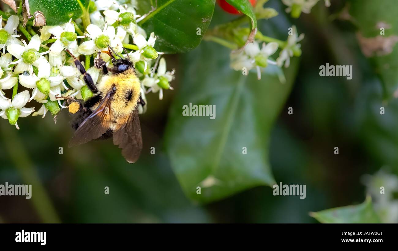 Un primo piano di un bumblebee che impollina fiori agrillina bianchi, mostrando dettagliate ali e gambe ricoperte di polline tra foglie verdi lucide in primavera. Foto Stock