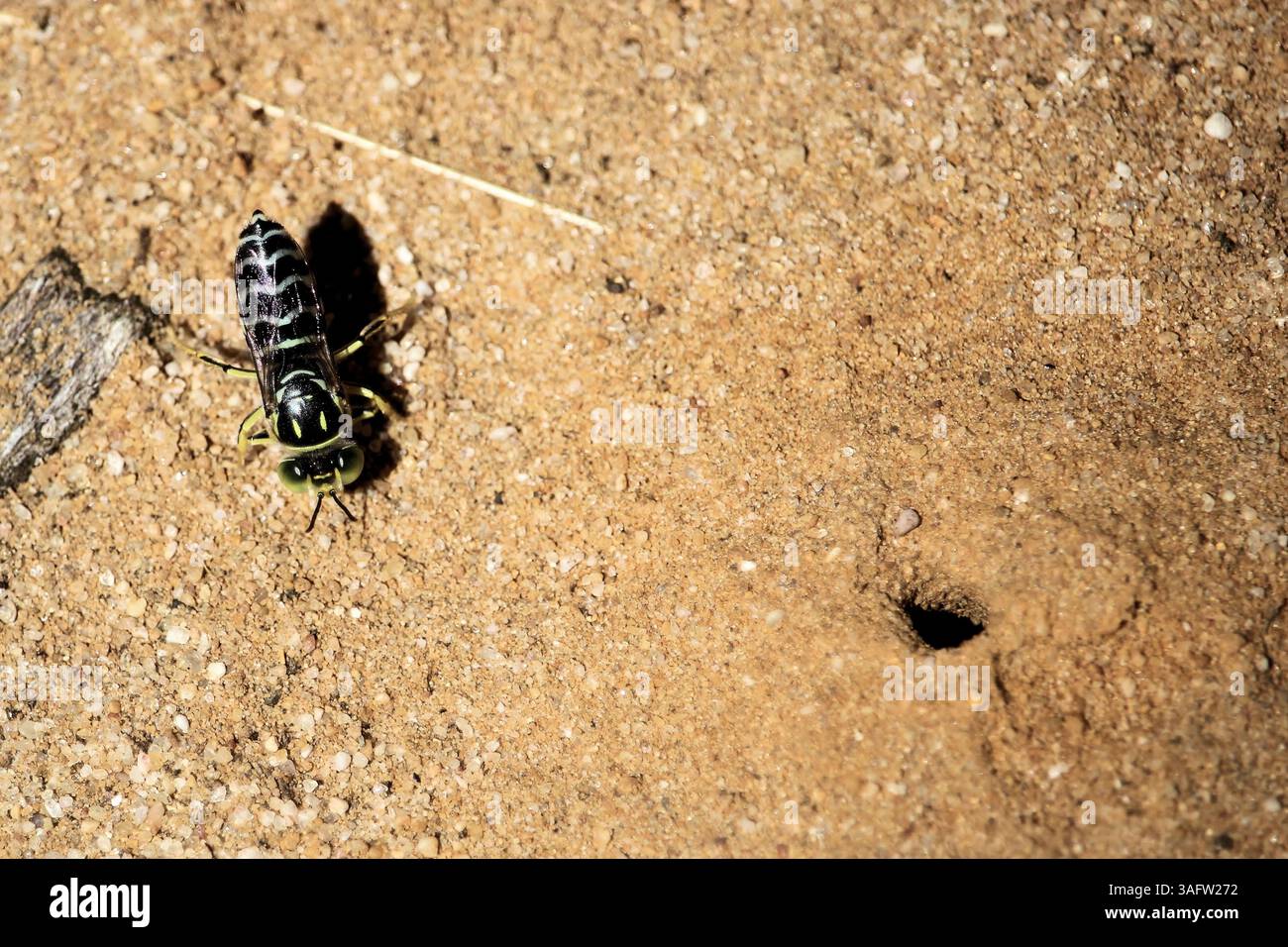 Donna di sabbia Wasp (Bembix) a Burrow, Australia meridionale Foto Stock