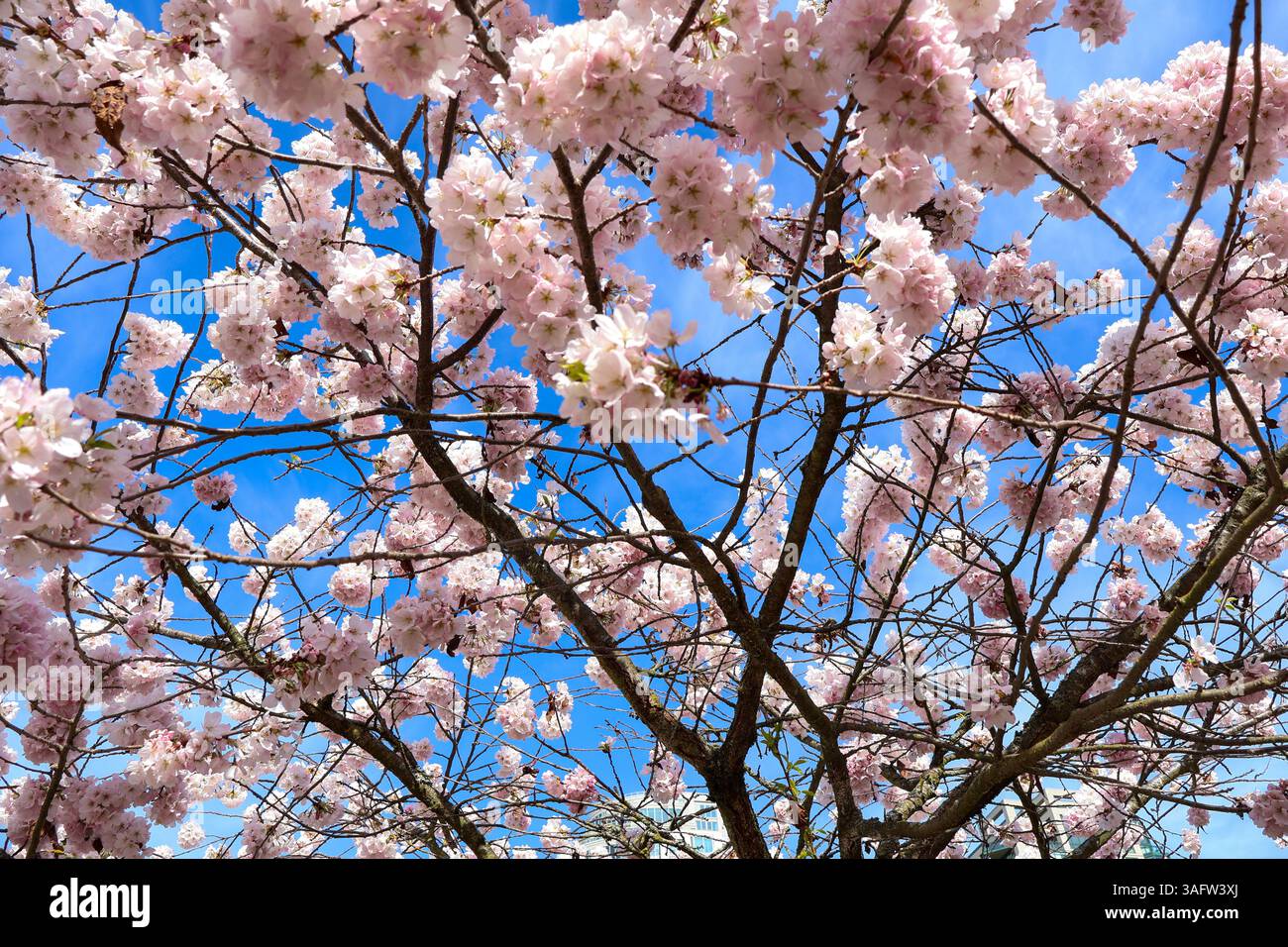 I ciliegi fioriscono al David Lam Park di Yaletown, Vancouver, British Columbia. Foto Stock