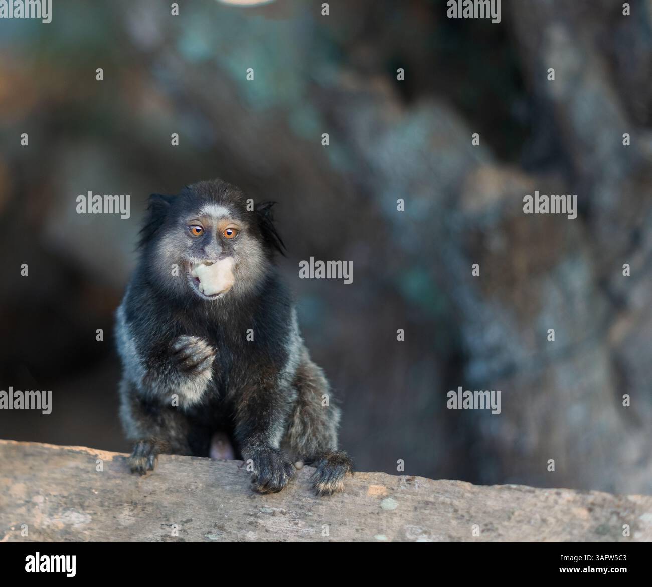 Marmoset con ciuffo nero (Callithrix penicillata) seduto su un albero a mangiare frutta in Brasile. Primate selvatico in habitat naturale. Foto Stock