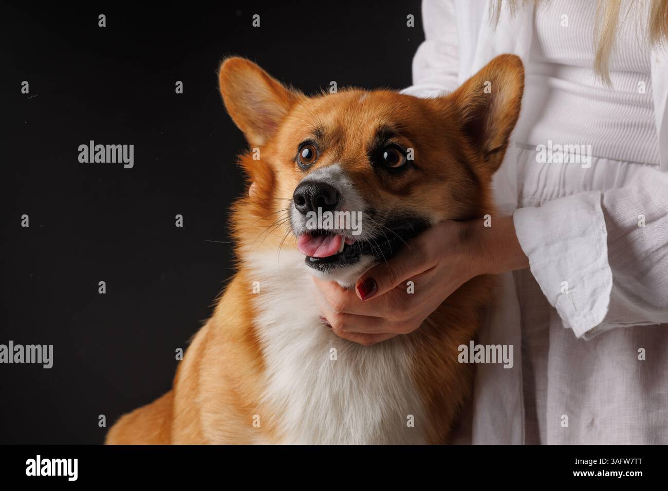 Primo piano di un cane Corgi felice che viene tenuto delicatamente da una donna in abiti bianchi su uno sfondo scuro dello studio. Foto Stock