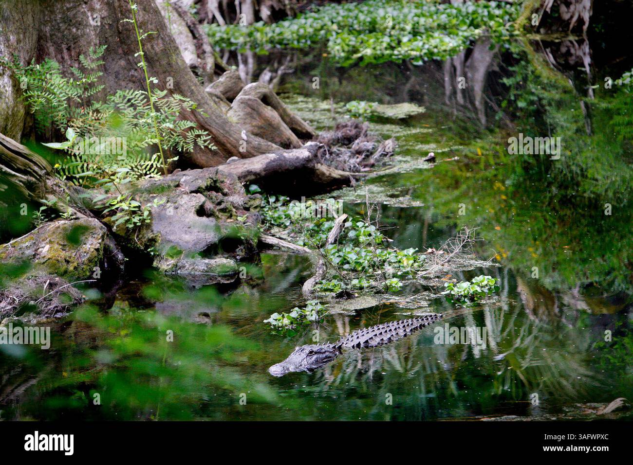 THONOTOSASSA - mercoledì (4/4/2007) - GULF & BAY - EVERYDAY ADVENTURES - 3) Benvenuti all'Hillsborough River State Park. Uno dei parchi statali originali della Florida. Costruito nel 1936 dalla Civilian Conservation Corp L'Hillsborough River State Park è immerso nella storia e nelle bellezze naturali. DOUGLAS R. CLIFFORD | Times (immagine di credito: St Petersburg Times/ZUMAPRESS.com) Foto Stock