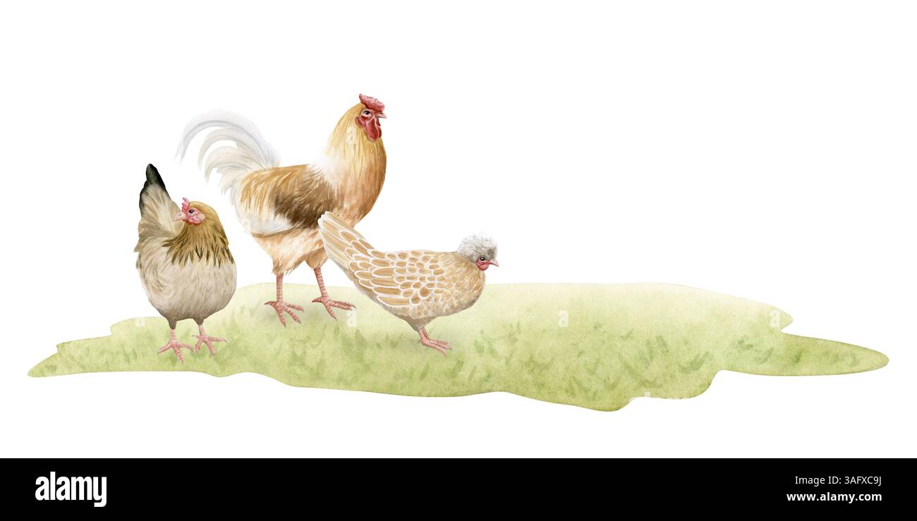 Pollo e gallo pascolano su prato verde, illustrazione isolata con acquerello. Volatili da cortile per la progettazione di animali da allevamento. Volpi realistici Foto Stock