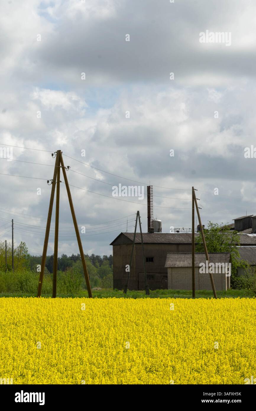 Un vivace campo di canola con infrastrutture agricole rustiche e bastoncini d'uso vintage, adagiati su cieli molli e spettacolari nuvole pittoriche. Foto Stock