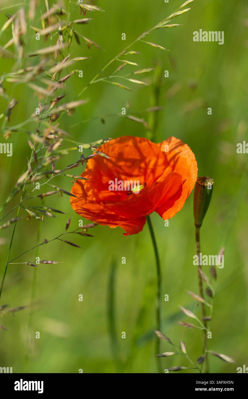Papavero in fiore e cialda di semi in un prato lussureggiante. Ottimo per ecoturismo, biodiversità e temi meteorologici. Foto Stock