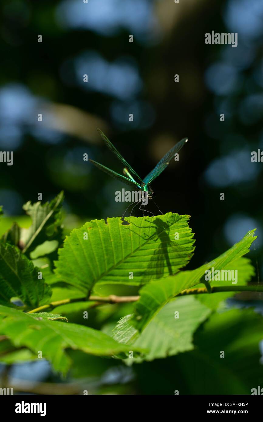 Primo piano di una giovane libellula su una foglia verde, che mostra dettagli intricati. Ottimo per temi di biodiversità, clima ed ecoturismo. Foto Stock