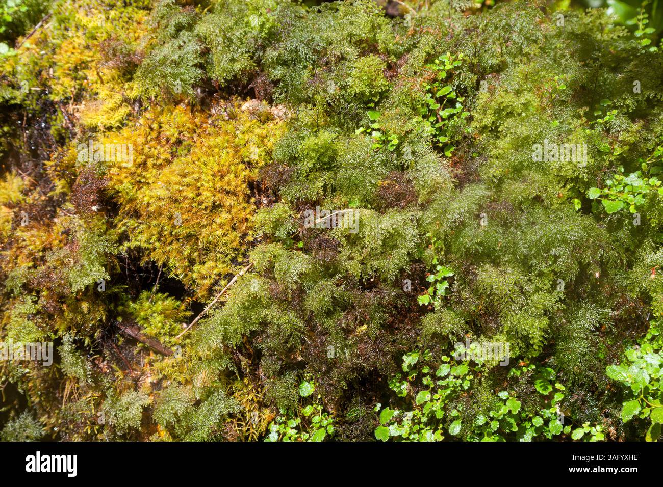 Immersiva foresta pluviale cilena: Lussureggiante sottobosco di muschi, felci e arbusti nelle foreste valdiviane. Cattura la biodiversità e gli ecosistemi antichi, Foto Stock