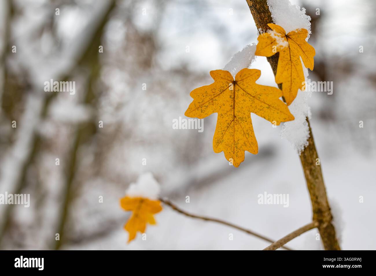 Un primo piano mostra tre foglie di acero giallo, spolverate di neve bianca fresca, aggrappate a un sottile ramo sullo sfondo sfocato di un inverno Foto Stock