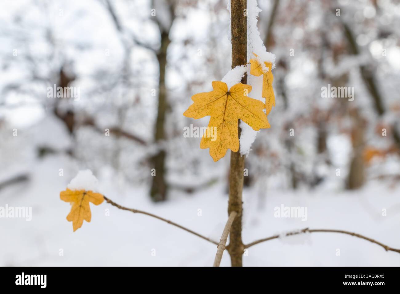 Un primo piano mostra tre foglie di acero giallo, spolverate di neve bianca fresca, aggrappate a un sottile ramo sullo sfondo sfocato di un inverno Foto Stock