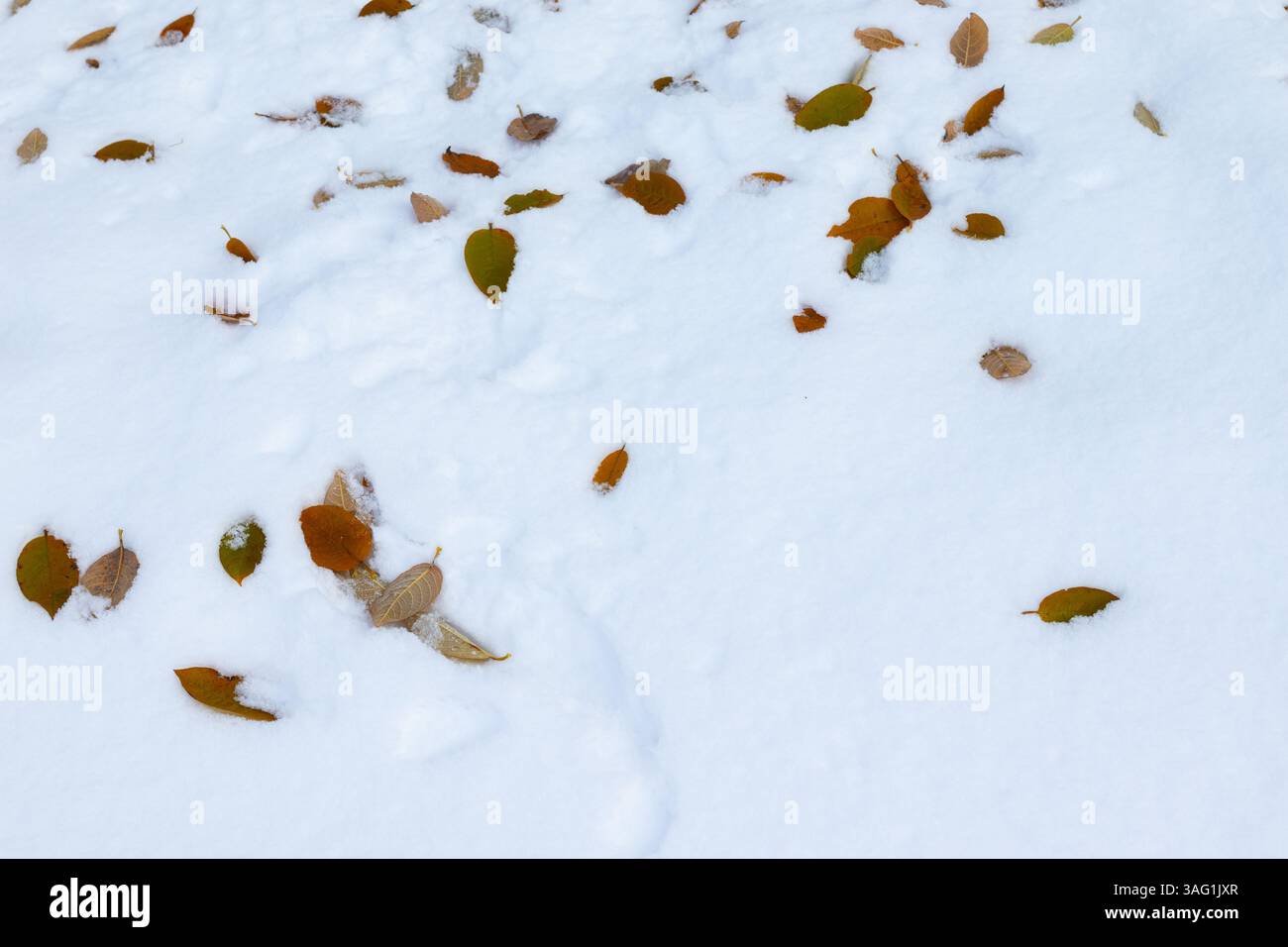 Uno strato di neve bianca fresca copre il terreno, con foglie marroni e verdi sparse visibili sulla superficie. Foto Stock