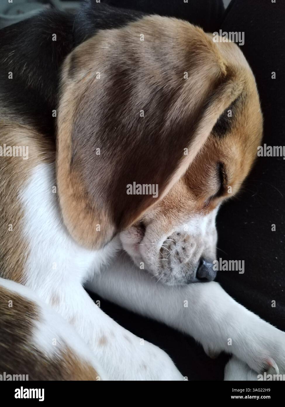 Beagle Dog addormentato, profilo laterale Foto Stock