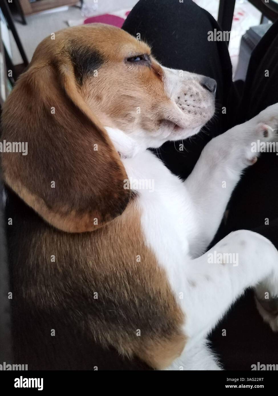 Beagle Dog addormentato, profilo laterale Foto Stock