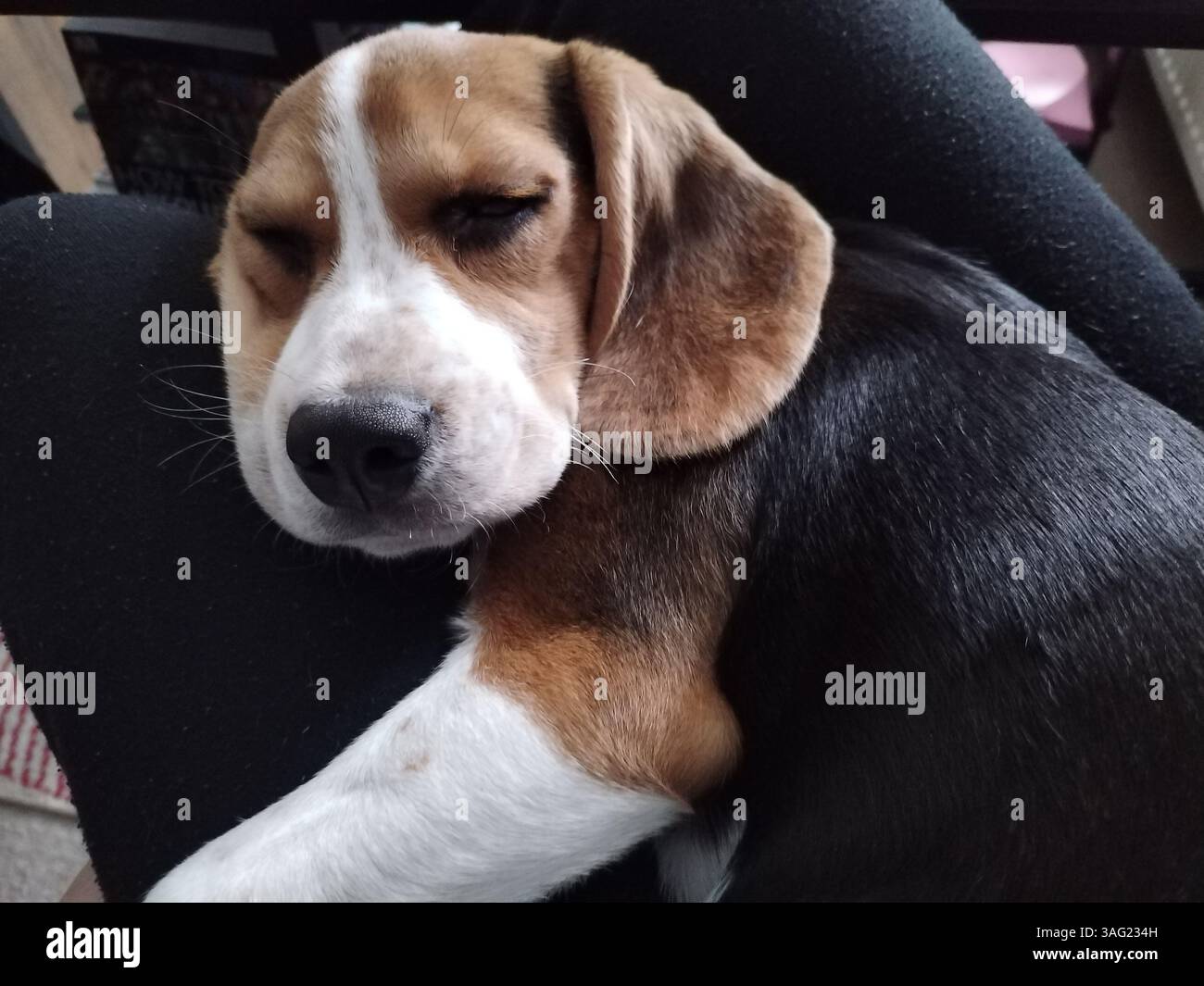 Beagle Dog addormentato, profilo laterale Foto Stock