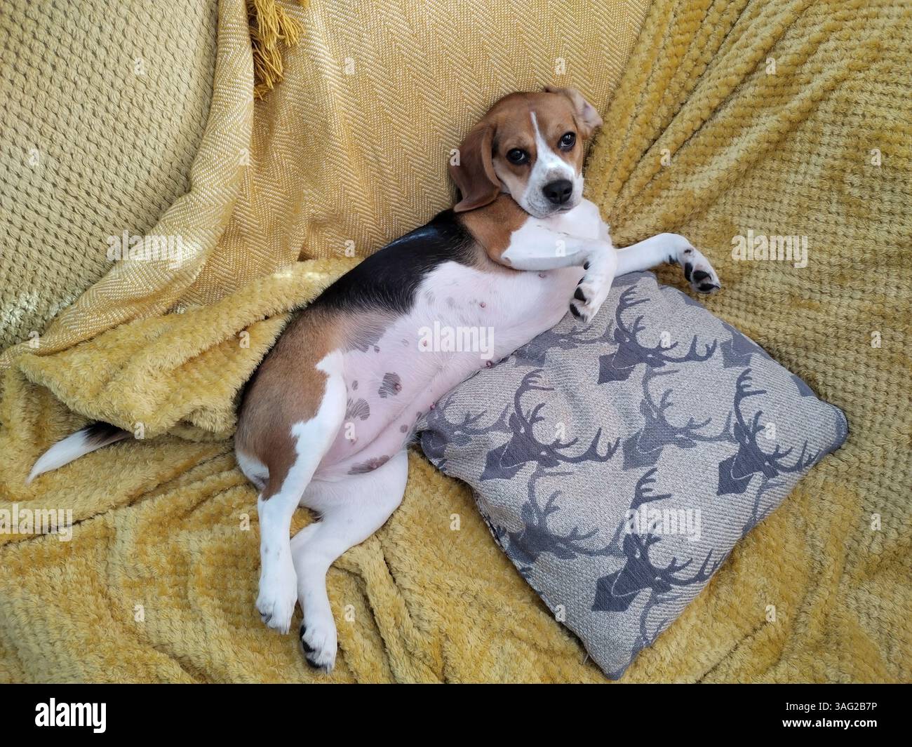 Cucciolo che fissa il proprietario, mostrando la sua pancia Foto Stock