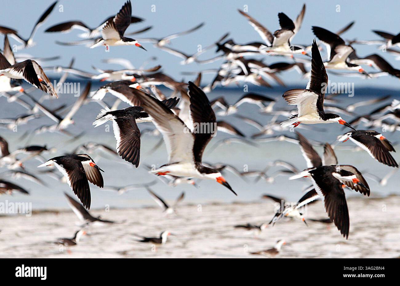 TARPON SPRINGS - lunedì (14/4/2008) - 1) Un gregge di skimmer neri prende il volo dalla spiaggia al Fred Howard Park di Tarpon Springs. Gli skimmer neri si riproducono in gruppi sciolti su banchi di sabbia e spiagge sabbiose nelle Americhe, mentre le tre o sette uova buff o bluastre pesantemente macchiate di bue vengono incubate sia dal maschio che dalla femmina. I pulcini lasciano il nido non appena si schiudono e giacciono poco appariscenti nella depressione del nido o "raschiano" dove i genitori ombreggiano a causa delle alte temperature. A volte possono scavare le loro depressioni nella sabbia. I genitori danno da mangiare ai giovani quasi esclusivamente durante la Foto Stock