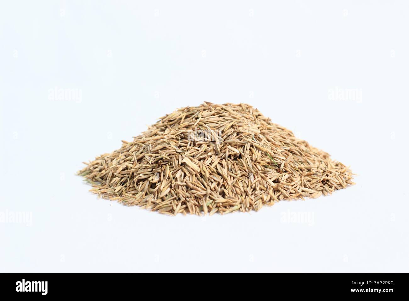 Semi da prato. Mucchio di semi d'erba isolati su sfondo bianco. REGNO UNITO Foto Stock