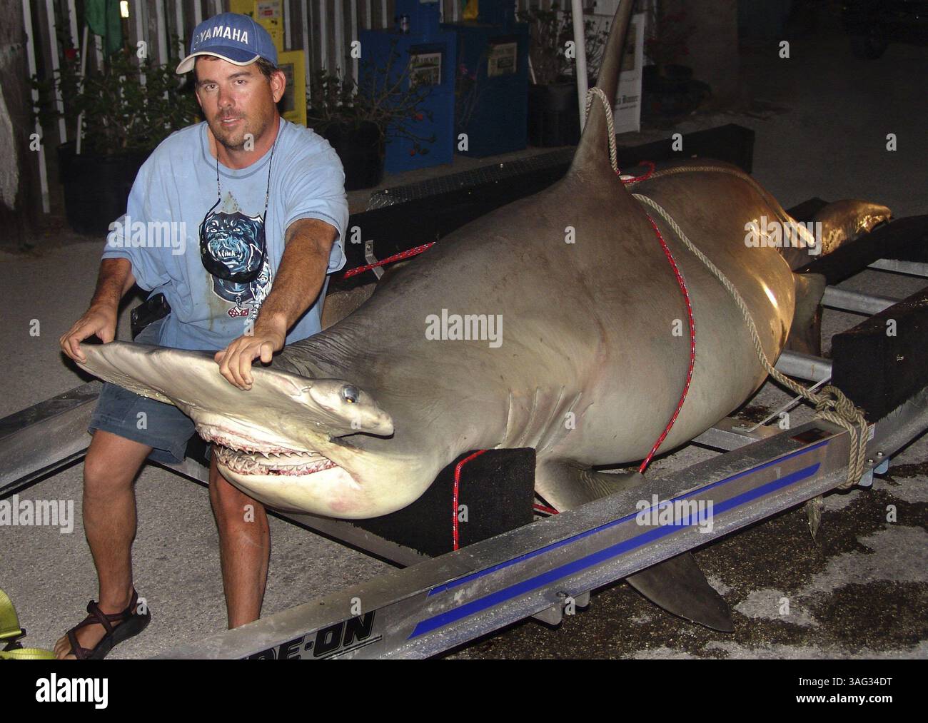 Clyde 'Bucky' Dennis di Port Charlotte mostra il suo record di squalo martello. Dennis ha agganciato l'Hammerhead da 1.280 chili a Boca grande martedì 23 maggio 2006 e gli ci sono volute 6 ore per sbarcare lo squalo dopo averlo rimorchiato nel Golfo del Messico. Foto di David A. Brown. (Immagine di credito: St Petersburg Times/ZUMAPRESS.com) Foto Stock
