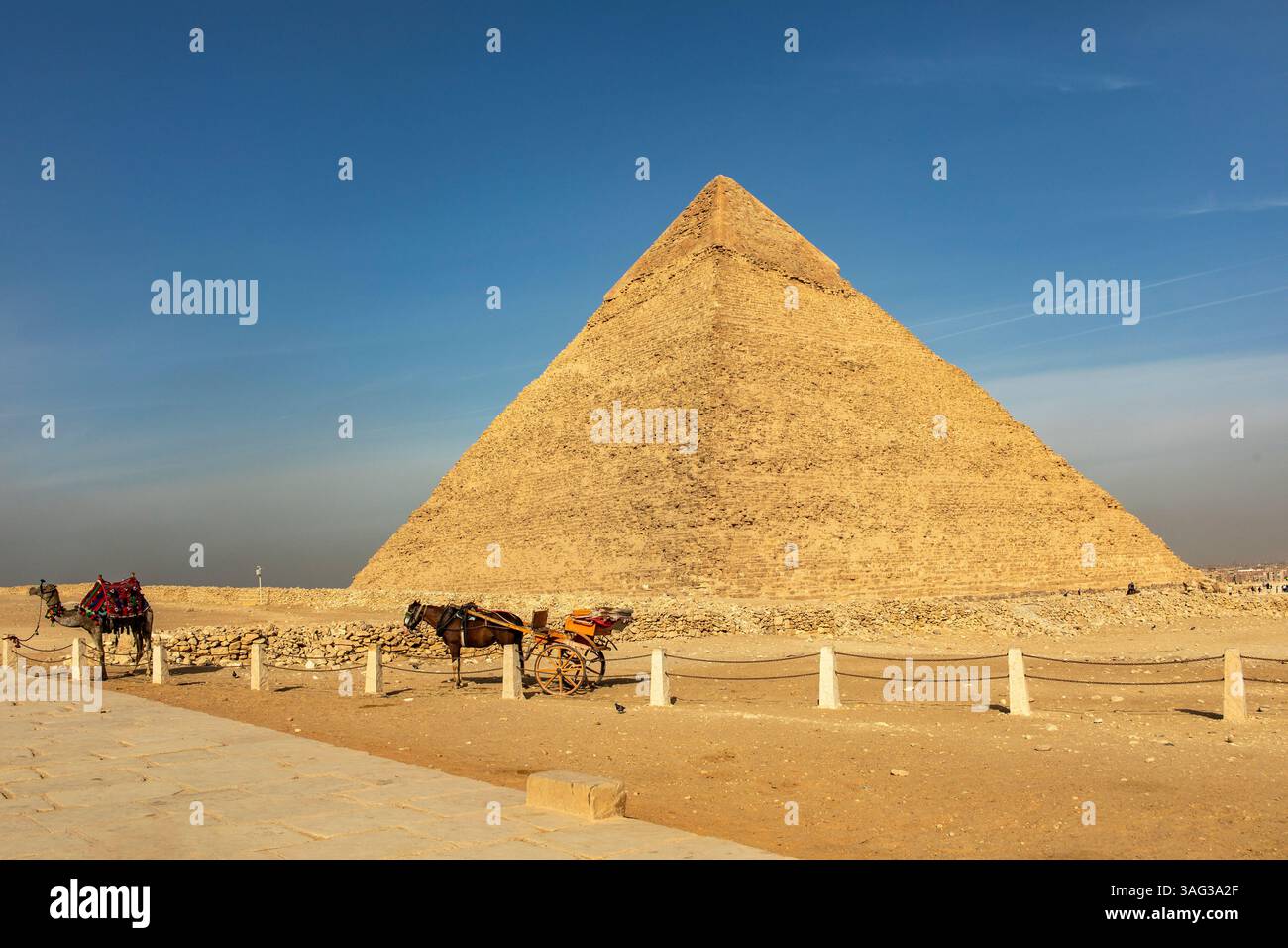Cairo, Egitto; 20 gennaio 2024: Ammira la maestosa scena della piramide Keops di Giza, con cammelli e cavalli, antico trasporto verso una delle sette onde Foto Stock