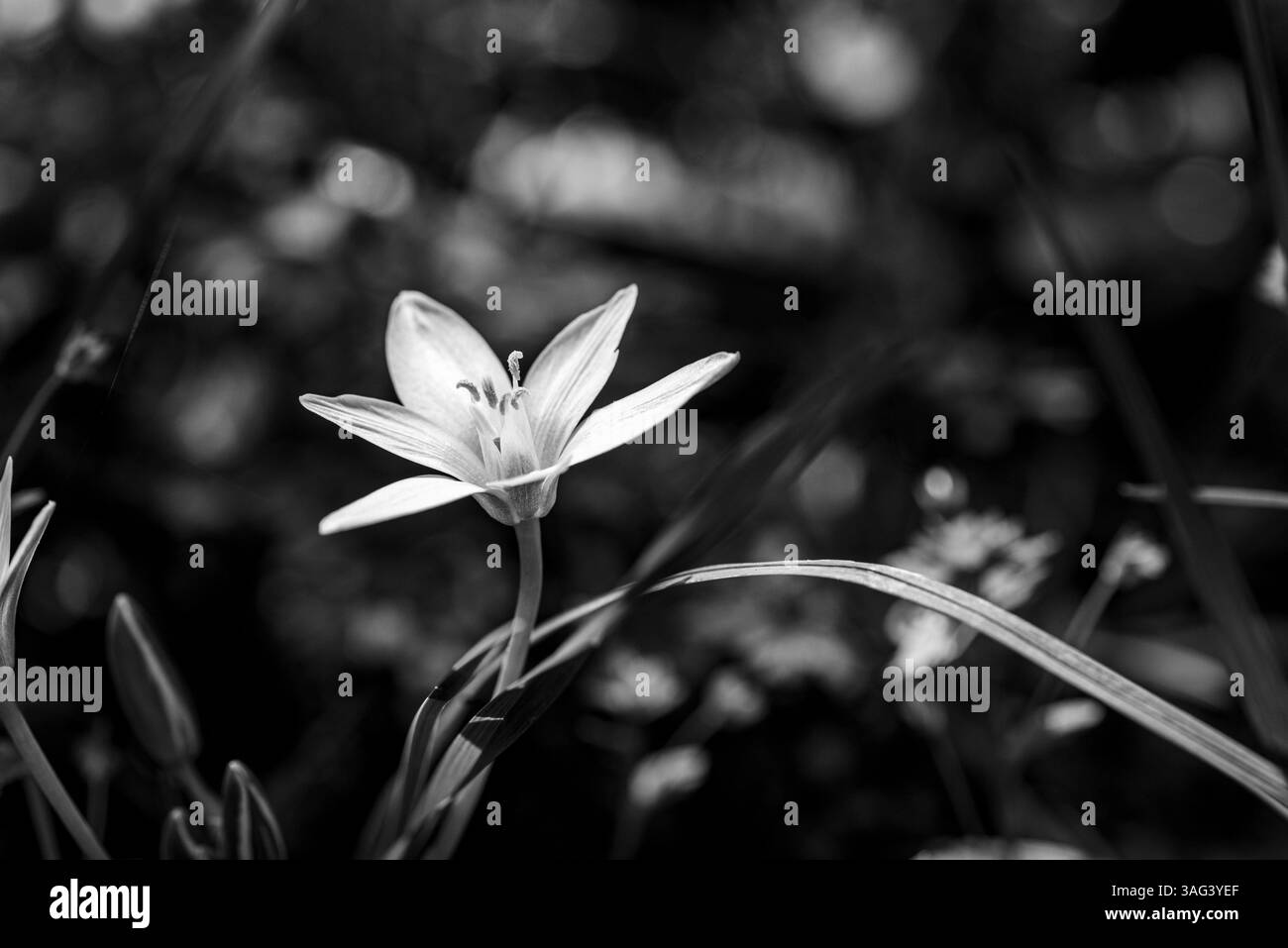 Primo piano in bianco e nero di una Stella di Betlemme in un campo primaverile Foto Stock