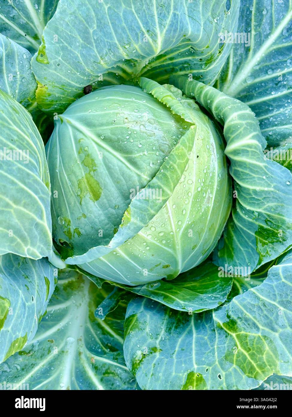 cavolo verde - Immagine stock catturata con smartphone