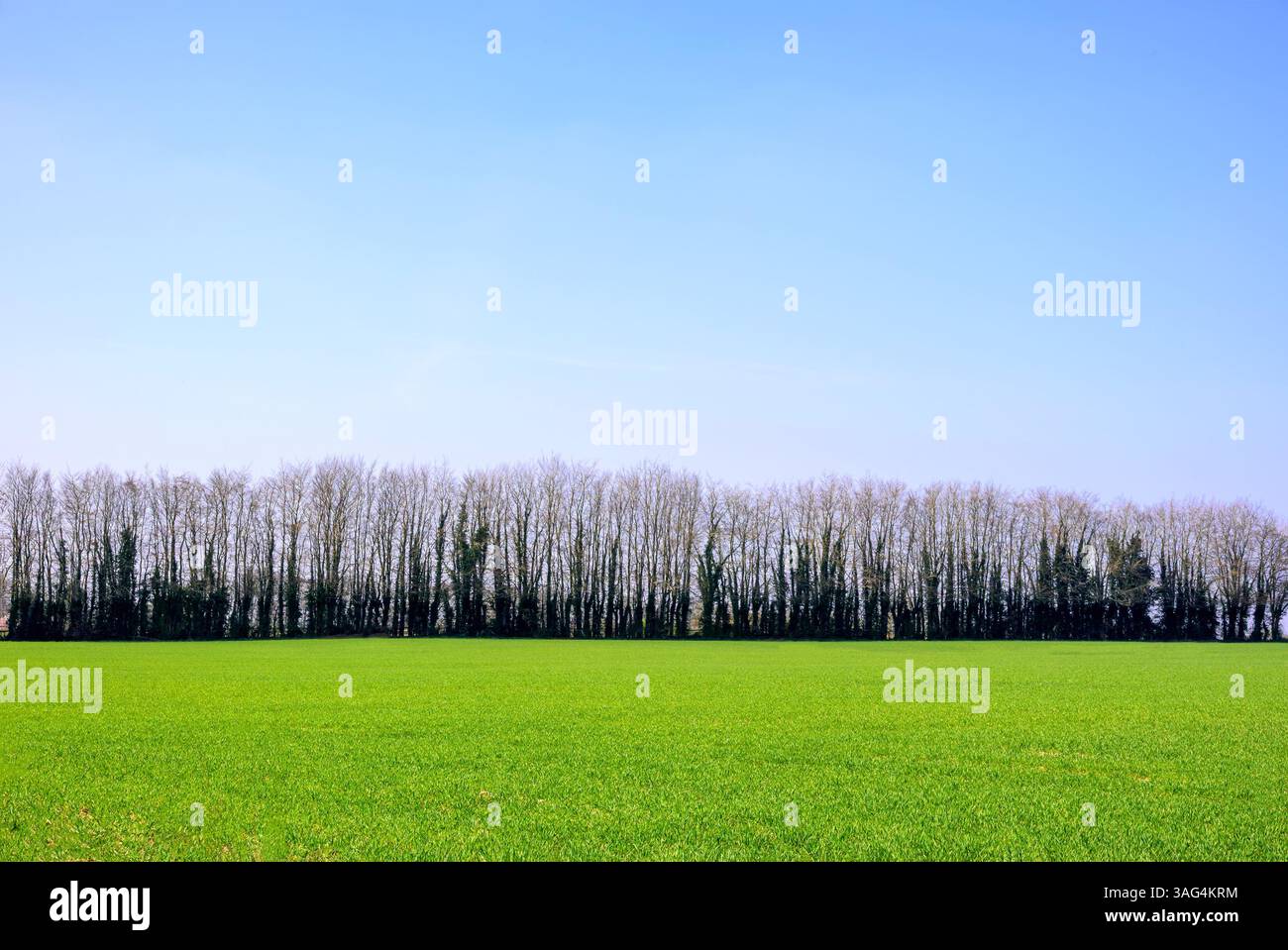 Terreni agricoli in primavera vicino a Chart Sutton nel Kent, Regno Unito. Alberi all'orizzonte Foto Stock