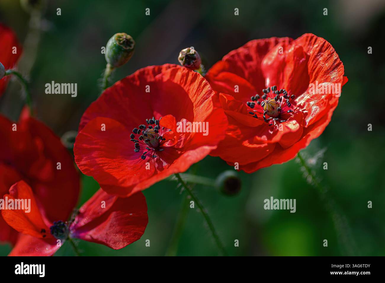 Primo piano di vivaci fiori di papavero rosso con delicati petali e centri scuri, illuminati dalla luce naturale del sole. Perfetto per motivi floreali e per il tema della natura Foto Stock