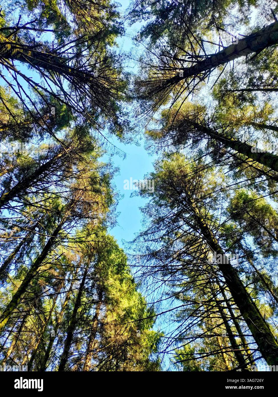 Una vibrante vista verso l'alto di torreggianti pini sotto un cielo blu brillante, catturata in toni audaci e colori ottimizzati per un effetto artistico. - Immagine stock catturata con smartphone