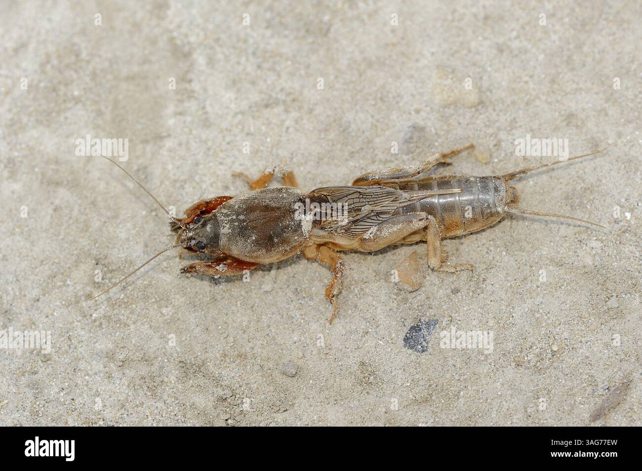 European Mole Cricket (Gryllotalpa gryllotalpa), Camargue, Francia | Europäische Maulwurfsgrille oder Gemeine Maulwurfsgrille (Gryllotalpa gryllotalpa) Foto Stock