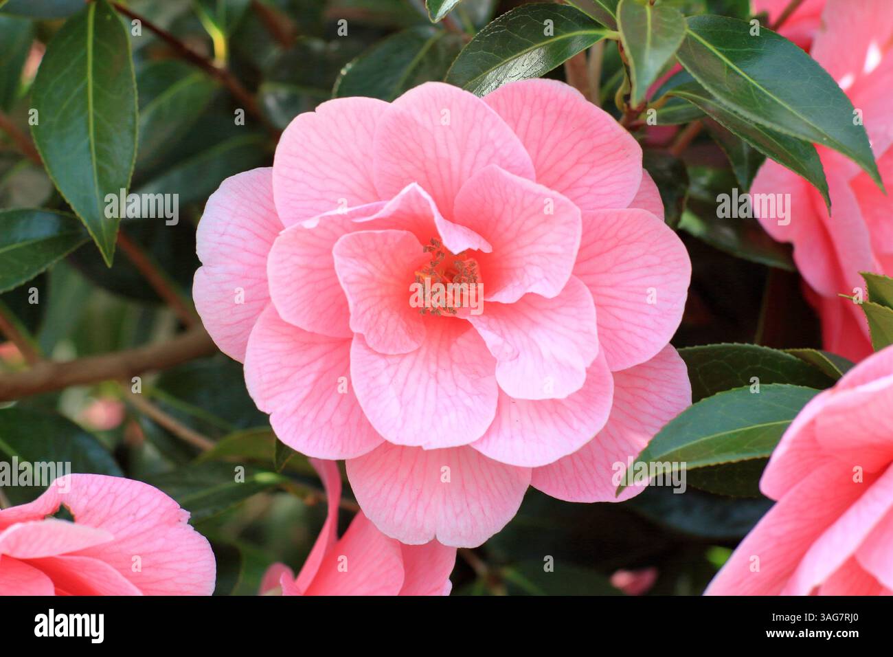 Donazione di camelie x williamsii, con caratteristici fiori semi-doppi rosa in primavera. I fiori appaiono dalla fine dell'inverno. REGNO UNITO Foto Stock