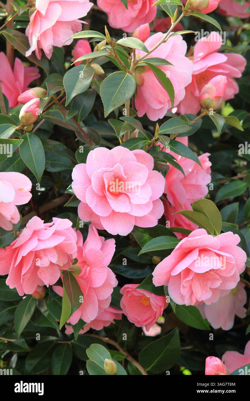 Donazione di camelie x williamsii, con caratteristici fiori semi-doppi rosa in primavera. I fiori appaiono dalla fine dell'inverno. REGNO UNITO Foto Stock