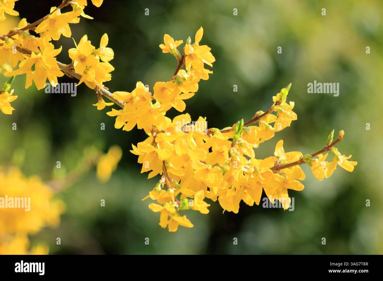 Forsythia. arbusto deciduo con fiori gialli vibranti all'inizio della primavera. REGNO UNITO Foto Stock
