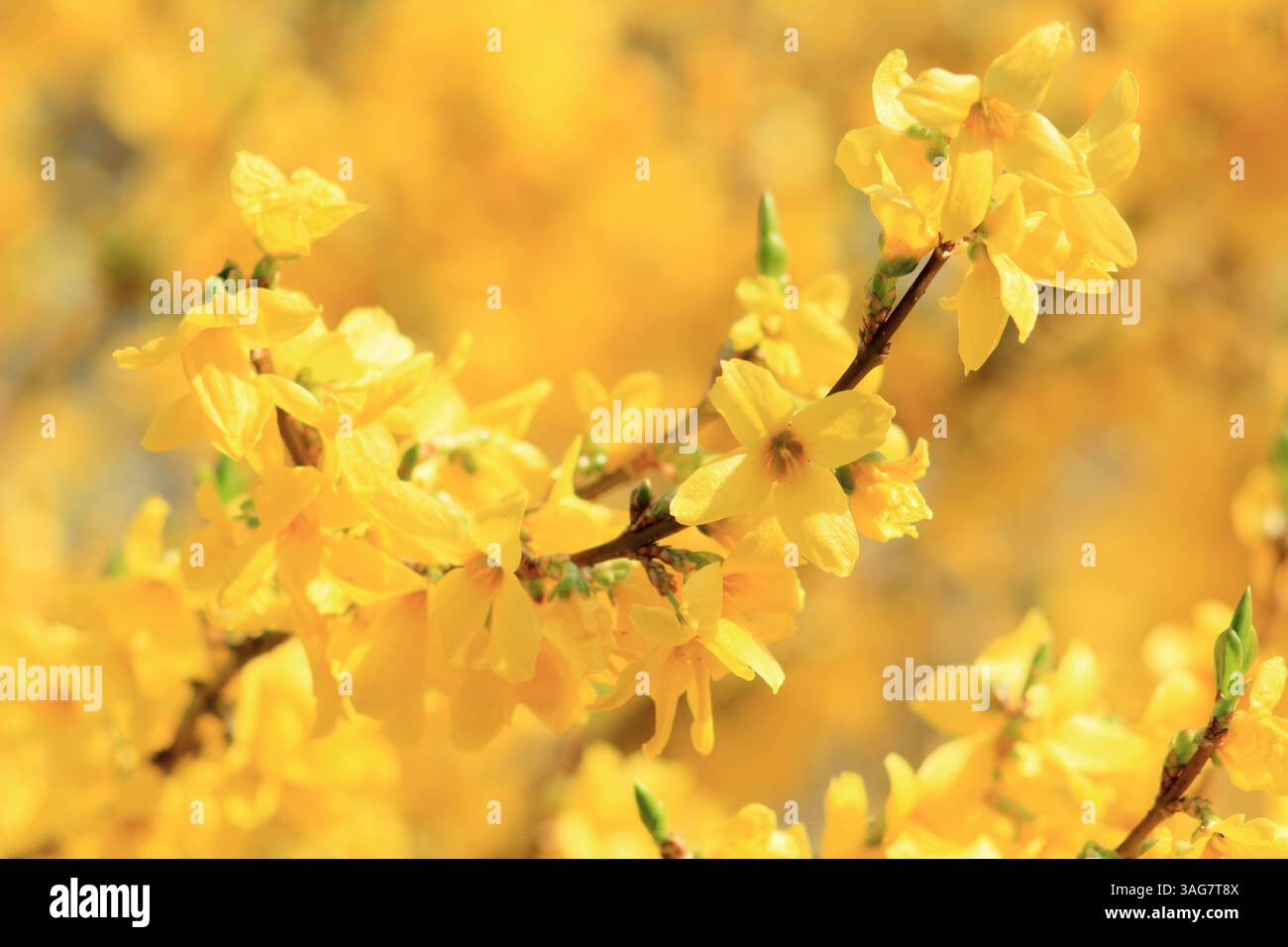 Forsythia. arbusto deciduo con fiori gialli vibranti all'inizio della primavera. REGNO UNITO Foto Stock
