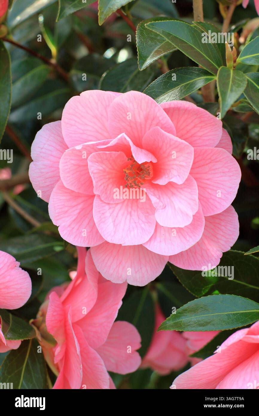 Donazione di camelie x williamsii, con caratteristici fiori semi-doppi rosa in primavera. I fiori appaiono dalla fine dell'inverno. REGNO UNITO Foto Stock
