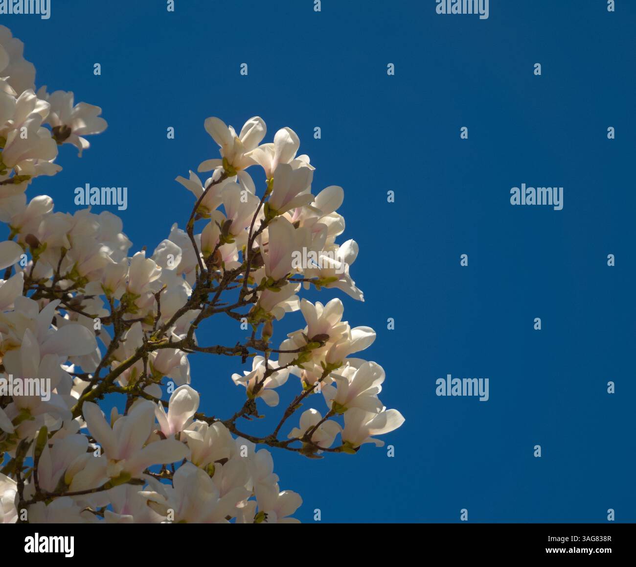 La Magnolia brillante sboccia contro il cielo azzurro della Primavera Foto Stock