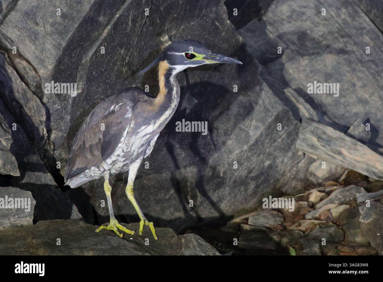 Heron notturno dalle orecchie bianche (Oroanassa magnifica), punto illuminato di notte - Contea di Mingxi, Provincia del Fujian, Cina Foto Stock