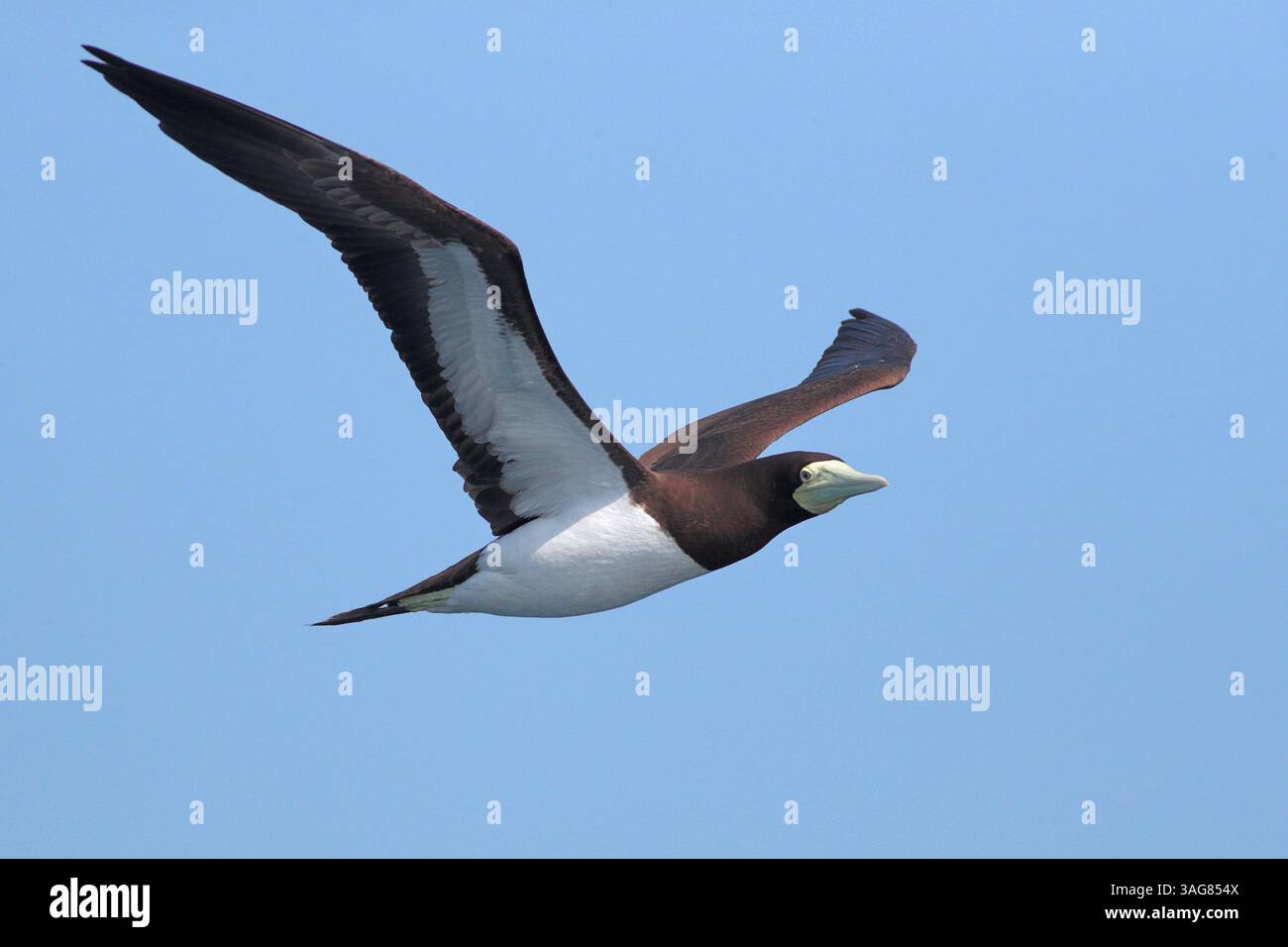 Brown Booby (Sula leucogaster) donna singola in volo, al largo di ne Taiwan, 21 marzo 2025 Foto Stock