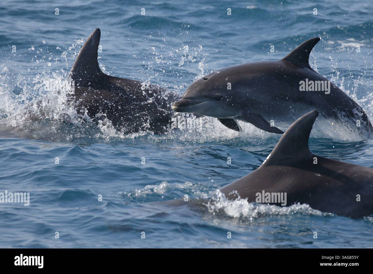 Delfini tursiopi indo-pacifici (Tursiops aduncus), tre individui sulla superficie dell'Oceano Pacifico, al largo di Taiwan nord-orientale, Cina 21 marzo 2025 Foto Stock