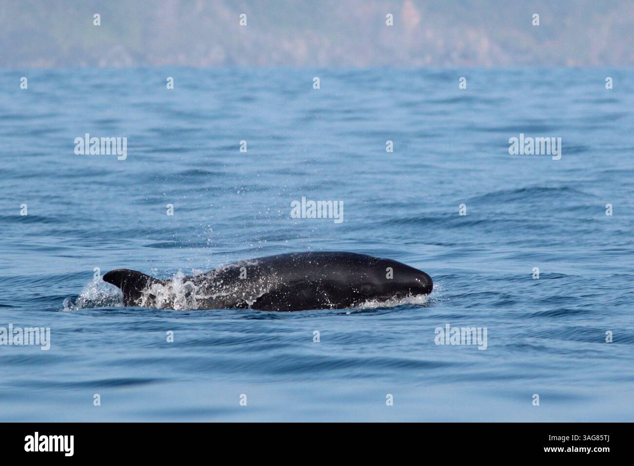Falsa balena assassina (Pseudorca crassidens) - vista laterale della superficie di rottura per adulti - al largo di ne Taiwan, 24 marzo 2025 Foto Stock