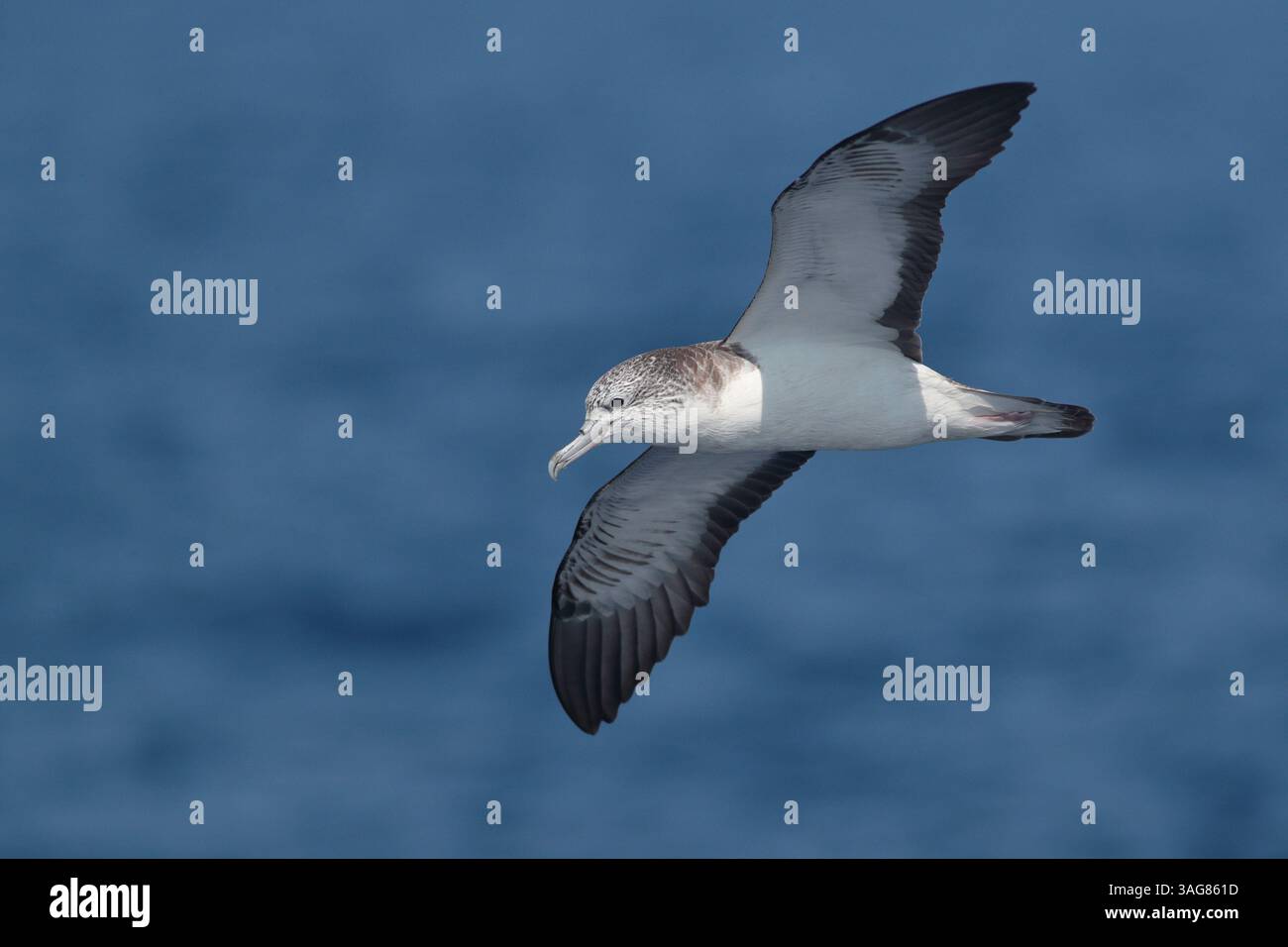 Streaked Shearwater (Calonectris leucomelas), singolo uccello in volo, in mare, a nord-est di Taiwan, marzo 2025 Foto Stock