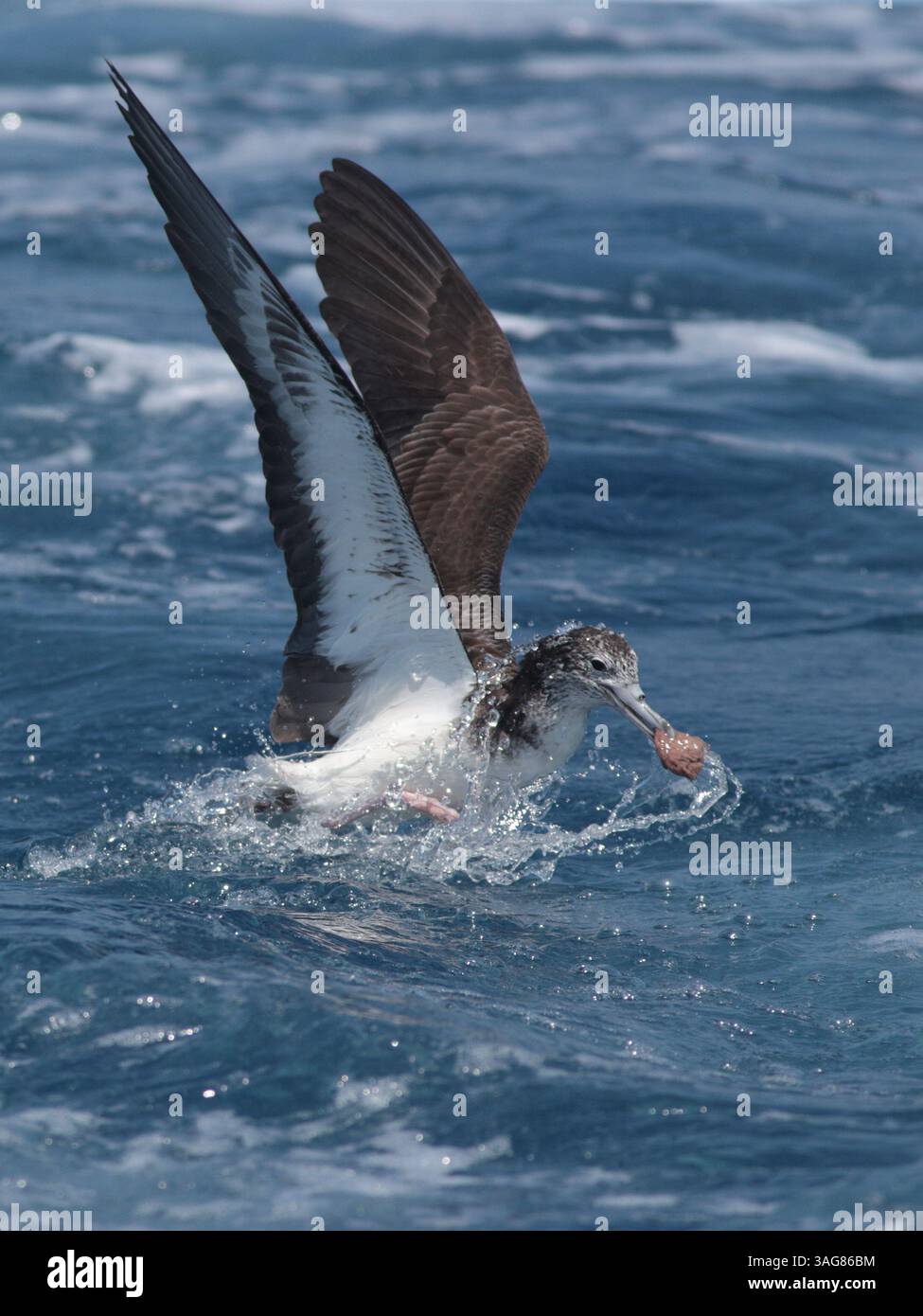 Streaked Shearwater (Calonectris leucomelas), decollo in seguito a una barca, in mare, a nord-est di Taiwan, marzo 2025 Foto Stock