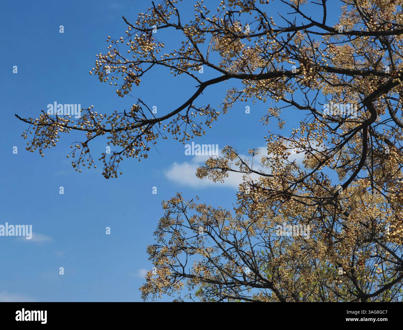 Risveglio primaverile: I fiori gialli contro il cielo blu Foto Stock