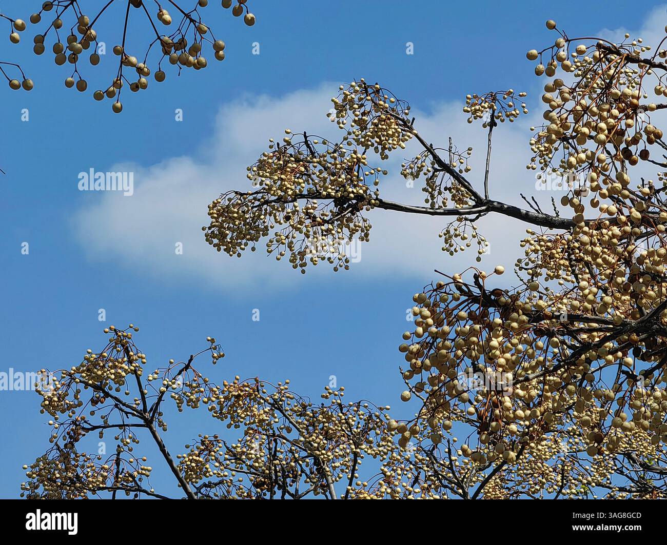 Risveglio primaverile: I fiori gialli contro il cielo blu Foto Stock