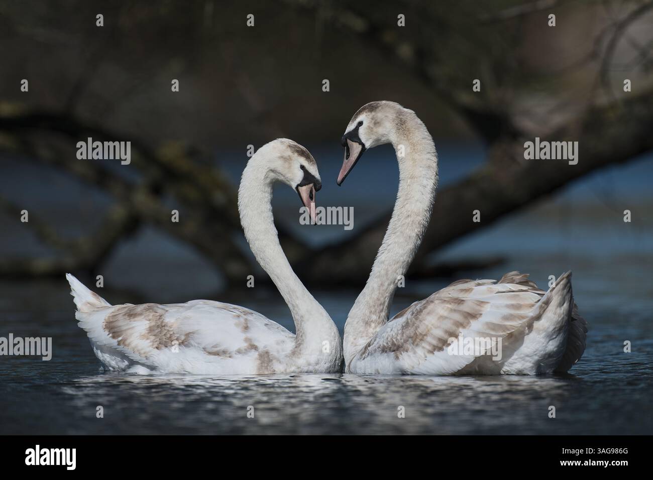 Young Love, 2 giovani cigni trovano l'amore Foto Stock